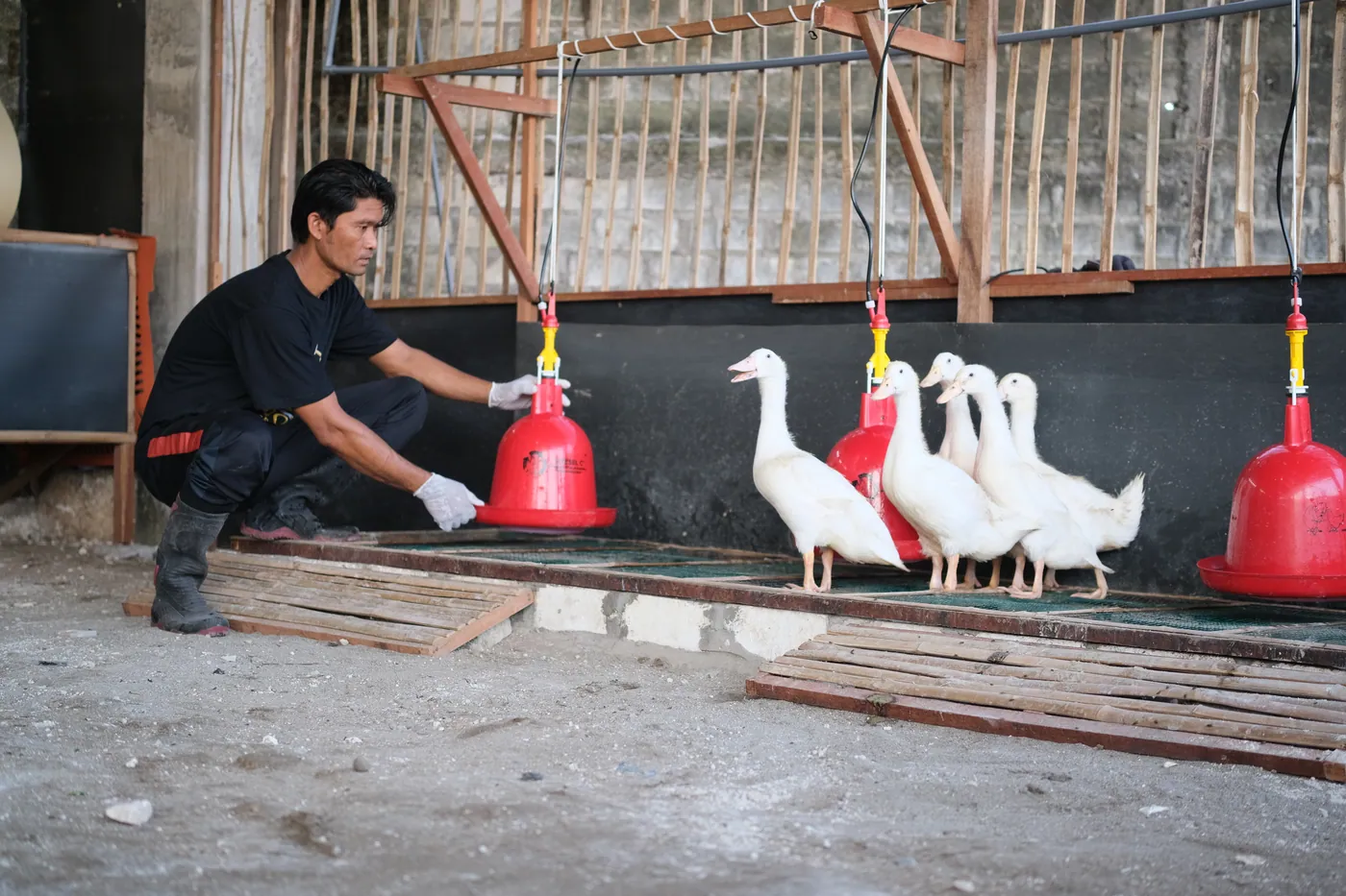 Peternak Avora Farm memberi pakan bebek putih di kandang di Tuban