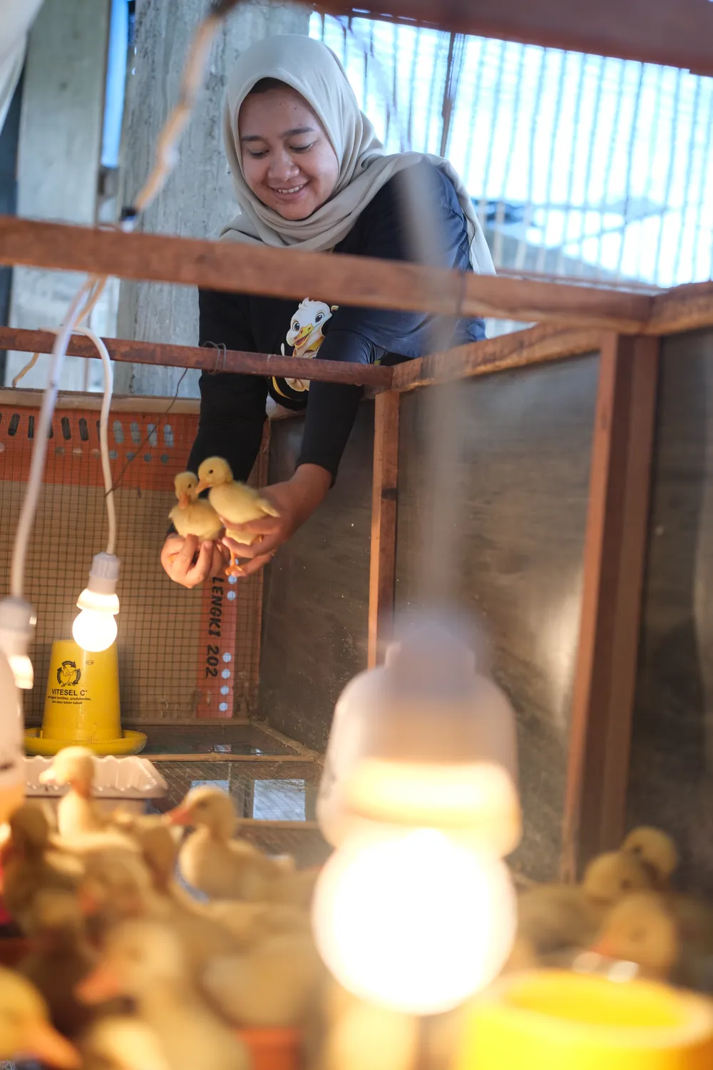 Perawat Avora Farm memegang anak bebek (DOC) di brooder yang hangat